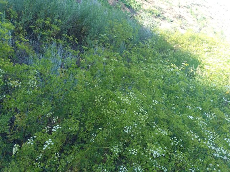 Chaerophyllum prescottii, photographed by Dmitriy Bochkov