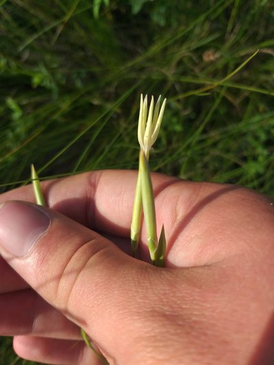 Dianthus leptopetalus, photographed by Dmitriy Bochkov