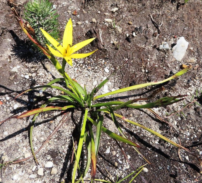 Pauridia capensis, photographed by linkie