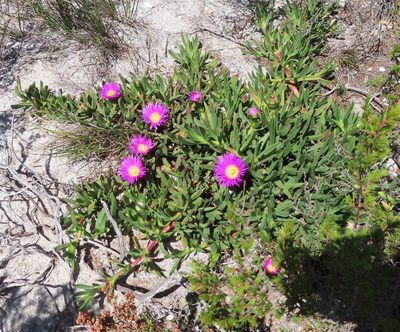 Carpobrotus mellei, photographed by linkie