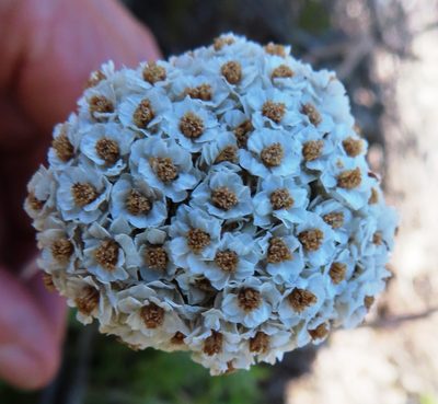 Anaxeton asperum, photographed by linkie