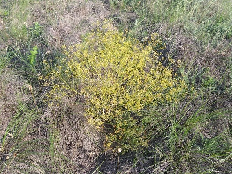 Ferula caspica, photographed by Dmitriy Bochkov