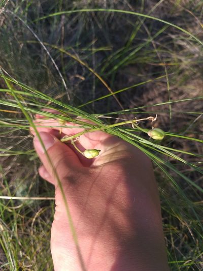 Loncomelos fischerianum, photographed by Dmitriy Bochkov