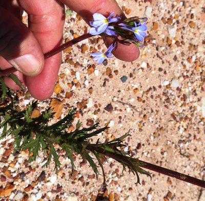 Lobelia comosa, photographed by linkie