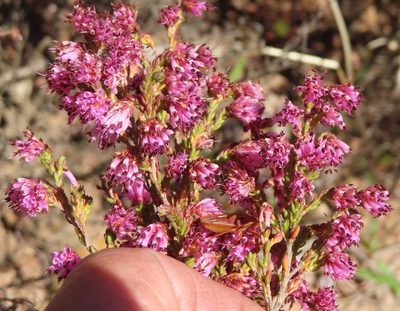 Erica labialis, photographed by linkie