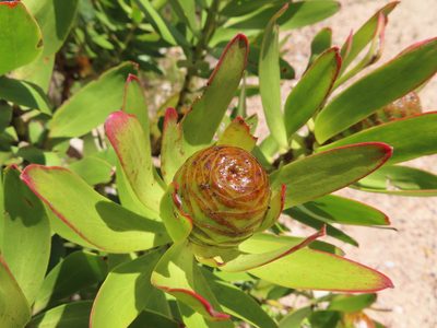 Leucadendron microcephalum, photographed by linkie
