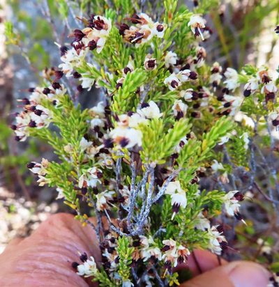 Erica suffulta, photographed by linkie