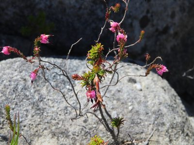 Erica spumosa, photographed by linkie