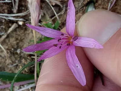 Colchicum cupanii, photographed by Karim Haddad