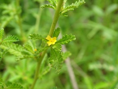 Turnera diffusa, photographed by Alexis López Hernández