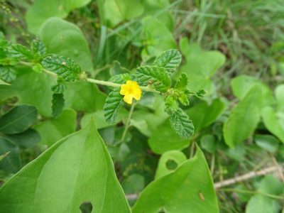 Turnera diffusa, photographed by Alexis López Hernández