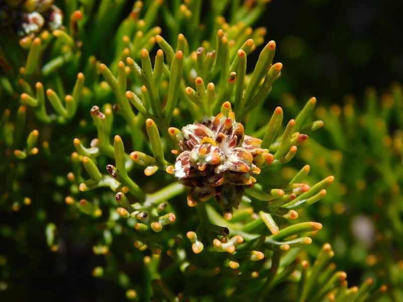 Paranomus esterhuyseniae, photographed by Rebecca Ryen-Stols