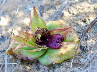 Satyrium pumilum, photographed by Rebecca Ryen-Stols