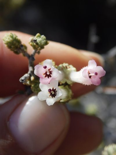 Erica pectinifolia, photographed by Rebecca Ryen-Stols