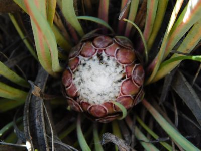 Protea vogtsiae, photographed by Rebecca Ryen-Stols