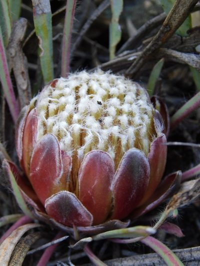 Protea vogtsiae, photographed by Rebecca Ryen-Stols