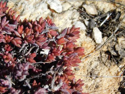 Crassula biplanata, photographed by Rebecca Ryen-Stols