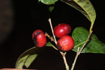 Nothopegia beddomei, photographed by madhavan a.p