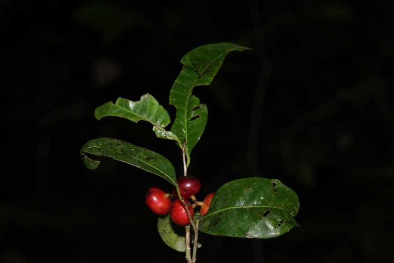 Nothopegia beddomei, photographed by madhavan a.p