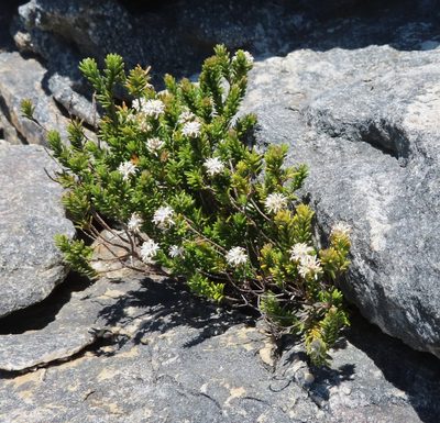 Stilbe rupestris, photographed by linkie