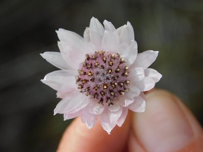 Syncarpha canescens, photographed by Rebecca Ryen-Stols