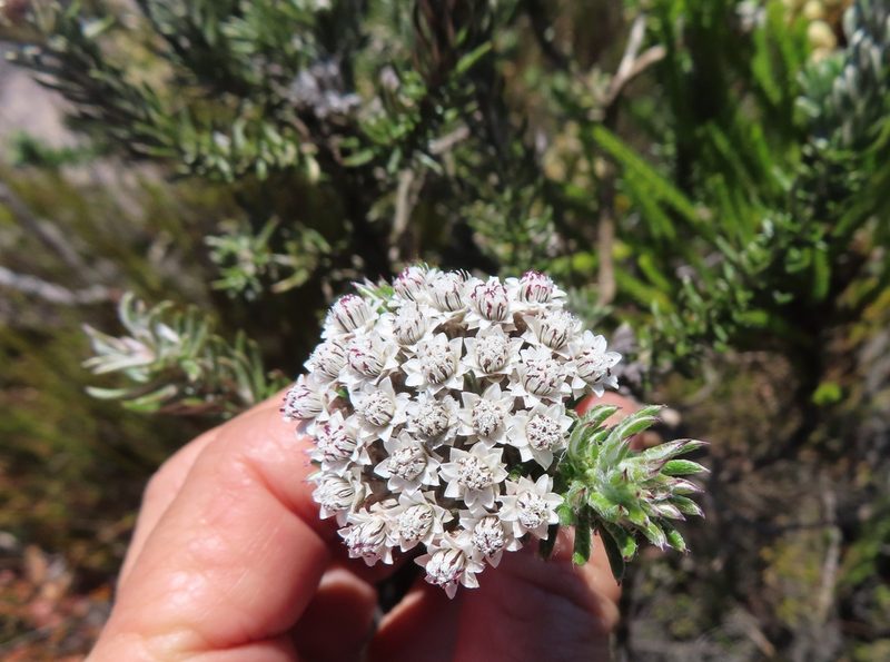 Metalasia lichtensteinii, photographed by linkie