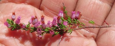 Erica intervallaris, photographed by linkie