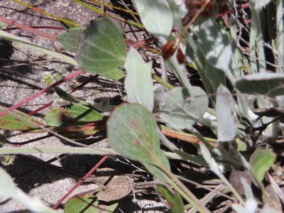 Centella difformis, photographed by linkie