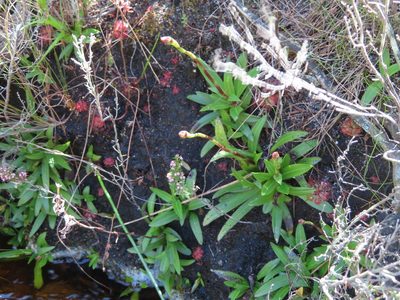 Disa tripetaloides, photographed by linkie