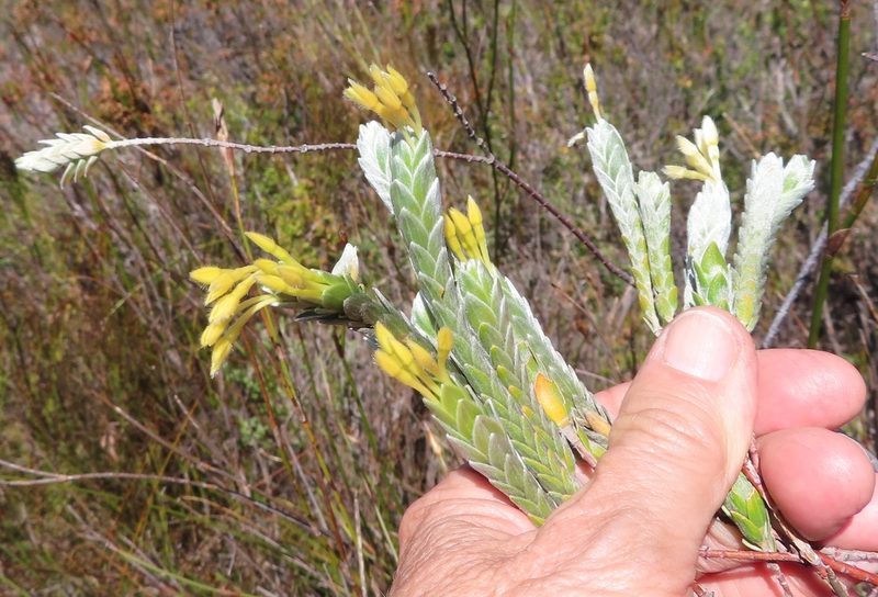 Gnidia anomala, photographed by linkie