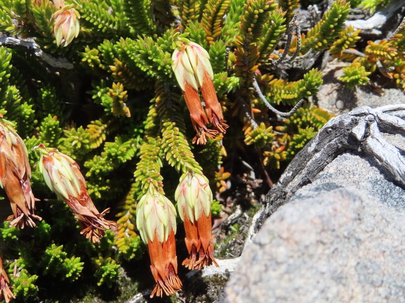 Erica banksii, photographed by linkie