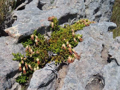 Erica banksii, photographed by linkie