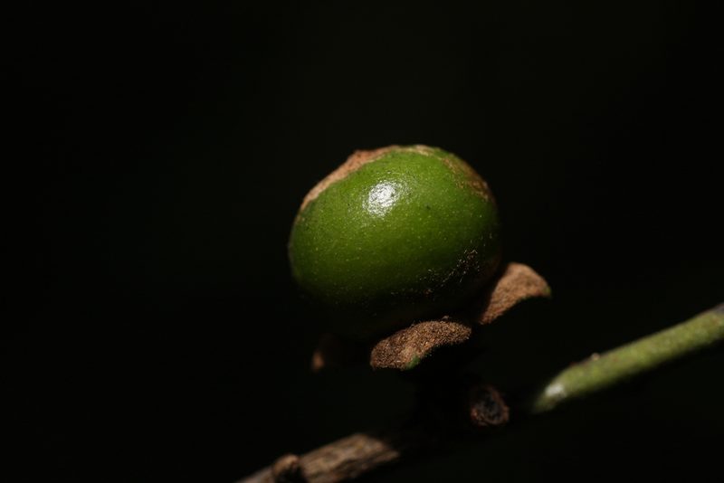 Diospyros nilagirica, photographed by madhavan a.p