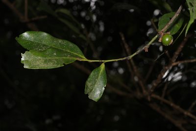 Diospyros nilagirica, photographed by madhavan a.p