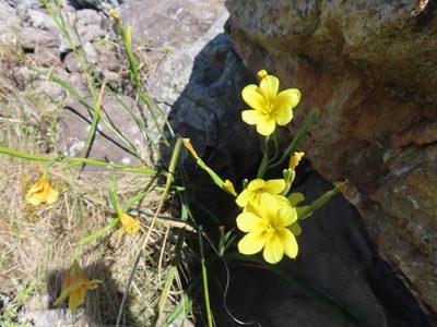 Moraea ochroleuca, photographed by linkie