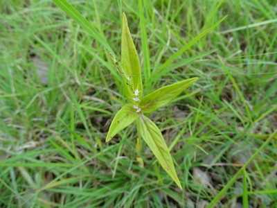 Spigelia anthelmia, photographed by Alexis López Hernández