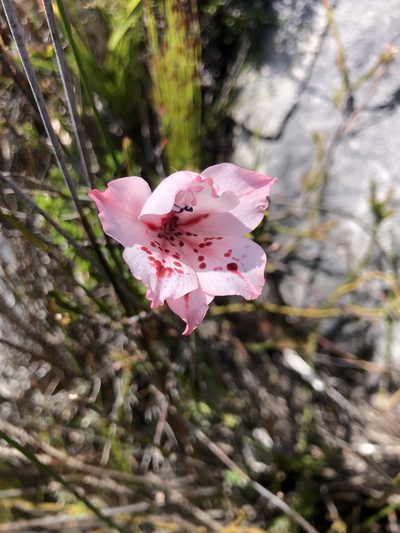 Gladiolus variegatus, photographed by Charleen Brunke