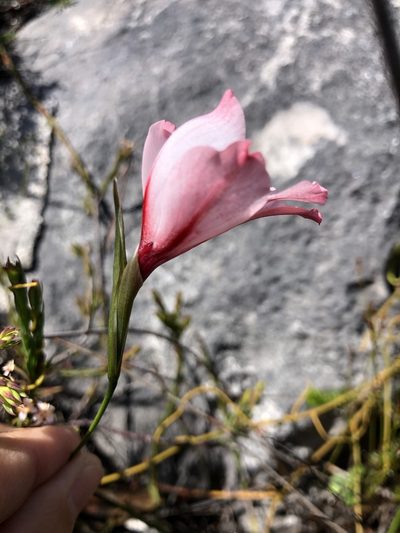 Gladiolus variegatus, photographed by Charleen Brunke