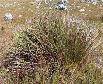 Ceratocaryum persistens, photographed by linkie
