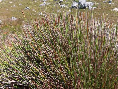 Ceratocaryum persistens, photographed by linkie