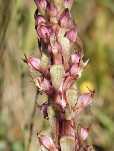 Satyrium ligulatum, photographed by Rebecca Ryen-Stols