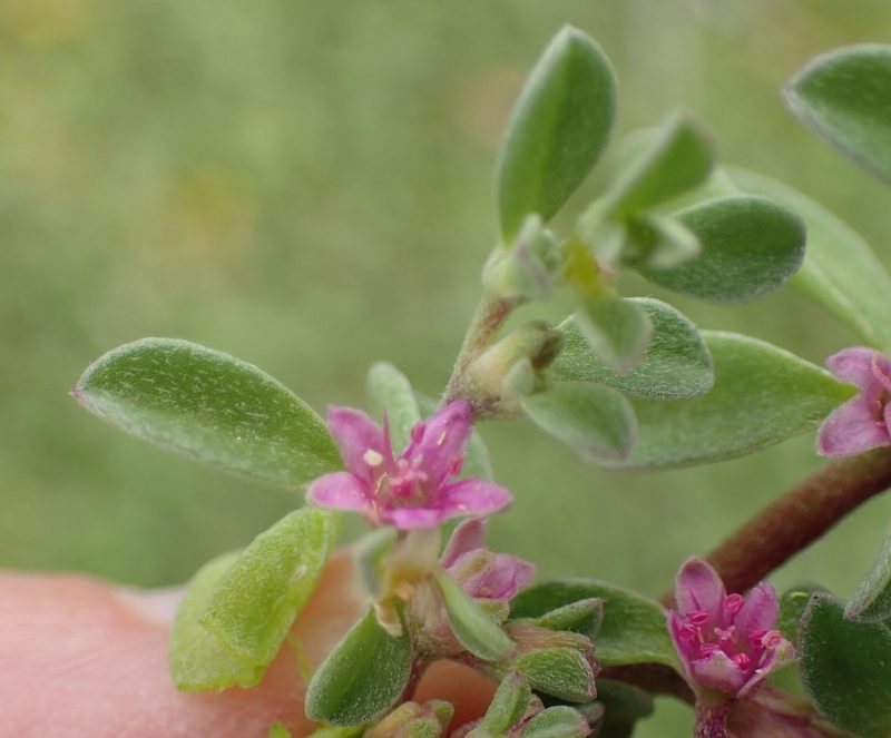 Aizoon portulacaceum, photographed by Nicola van Berkel