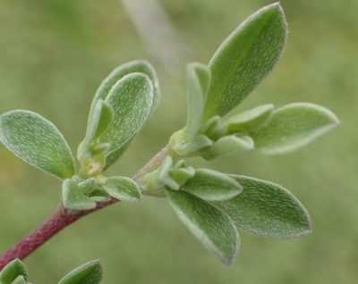 Aizoon portulacaceum, photographed by Nicola van Berkel