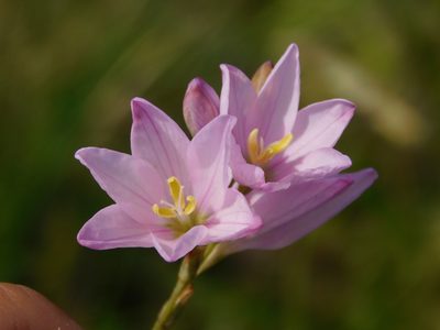 Ixia orientalis, photographed by Rebecca Ryen-Stols