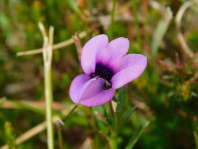 Monopsis unidentata, photographed by Rebecca Ryen-Stols