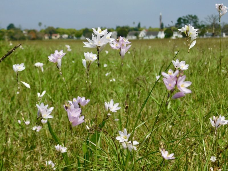Ixia orientalis, photographed by Rebecca Ryen-Stols