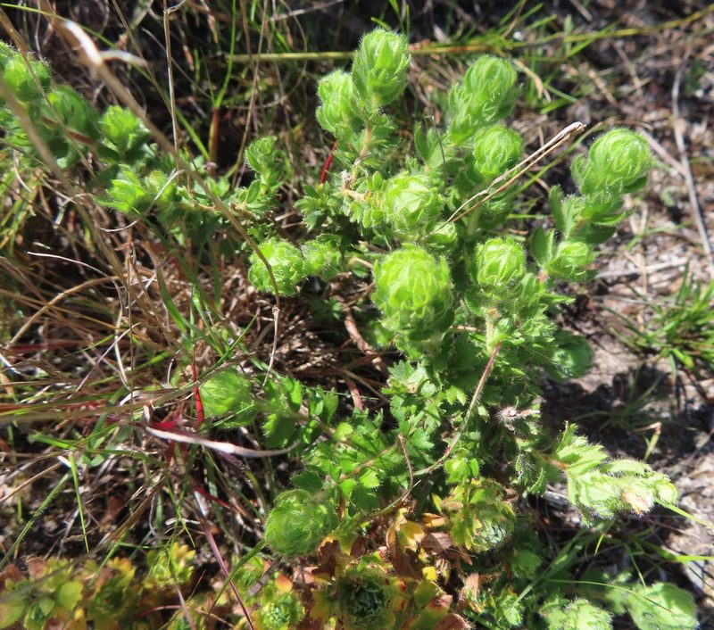 Cliffortia polygonifolia, photographed by linkie
