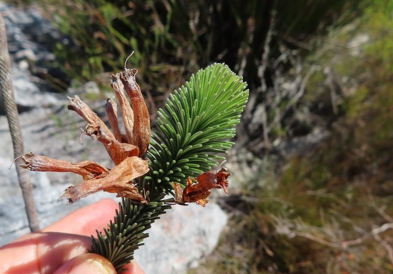 Erica fascicularis, photographed by linkie