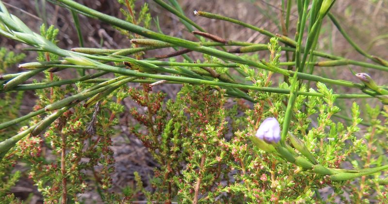 Psoralea restioides, photographed by linkie