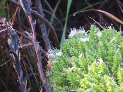 Echium simplex, photographed by linkie